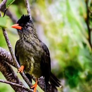 Seychelles Bulbul