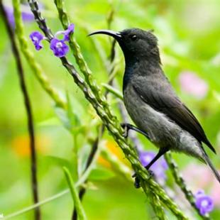 Seychelles Sunbird