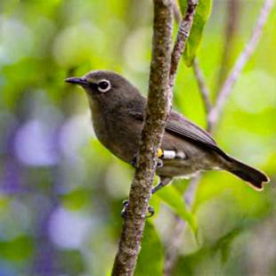 Seychelles White Eye