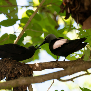 birds of seychelles