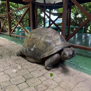 giant tortoise